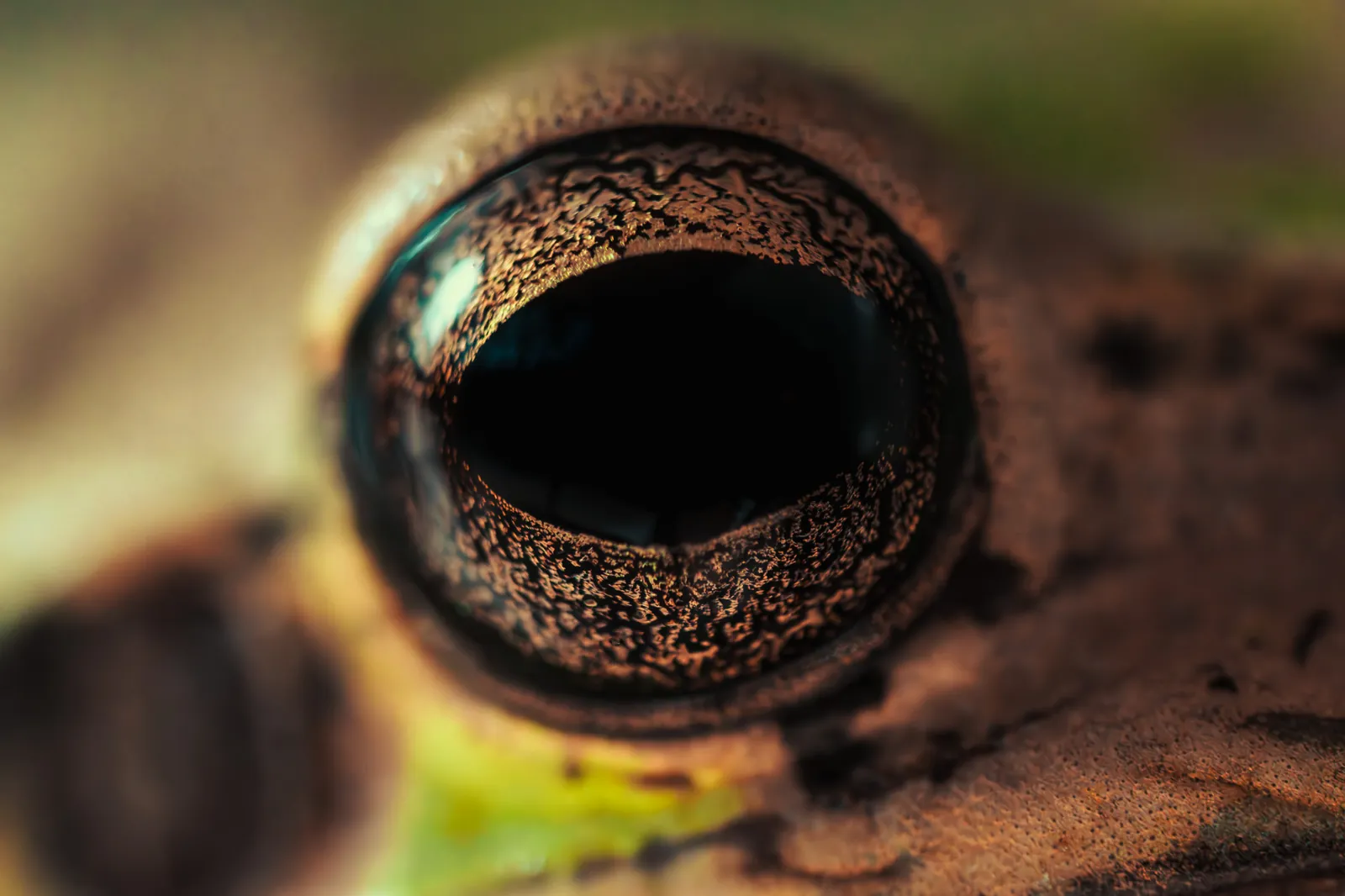 Detalle: ojo de rana