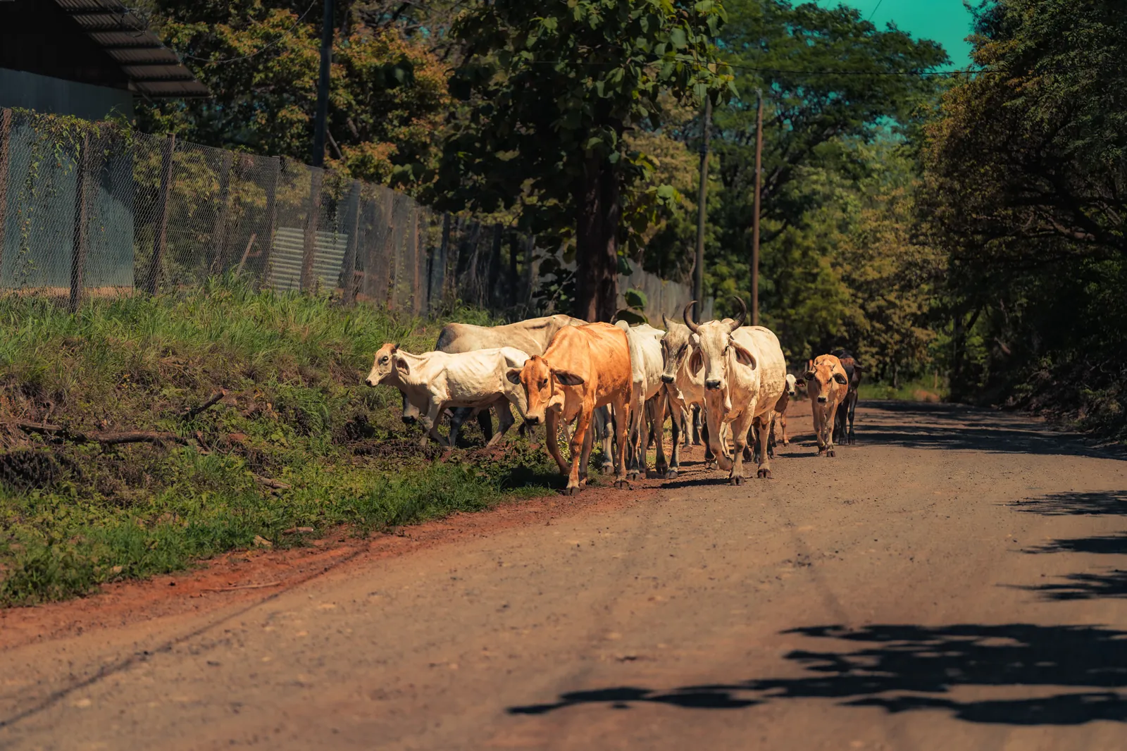Vacas en los alrededores